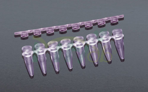 PCR Tube 2